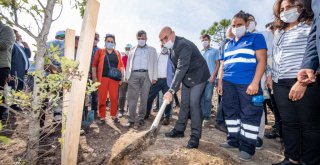 Artık İzmirli muhtarların da dikili bir ağacı var