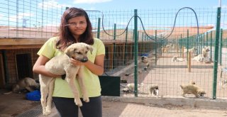 Sokak Hayvanlarına 7,5 Milyon Liralık Yeni Yuva