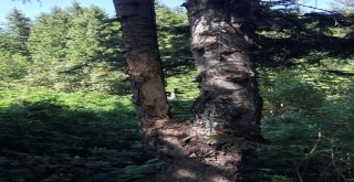 Ordu Yaylalarında Çıra İçin Ağaç Katliamı