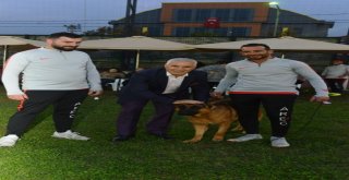 Alman Çoban Köpekleri Yarıştı