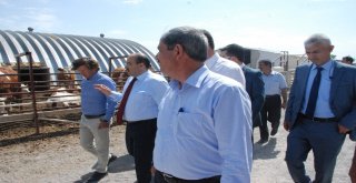 Ahlat Patatesi Umut Veriyor