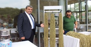 Yerli Bamya Eyüpsultanda Tanıtılıyor