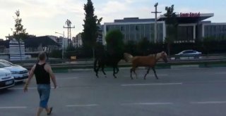 Bursada Başı Boş Atlar Trafiği Tehlikeye Soktu
