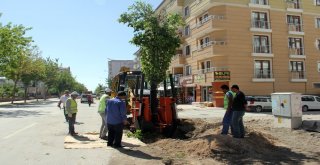 Van Büyükşehir İskele Caddesindeki Ağaçları Kent Ormanına Taşıyor