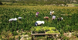 Denizlide 40 Derece Sıcak Altında Yoğun Tütün Mesaisi