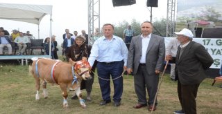 Çambaşı Yaylası Festivali 2Nci Gününde