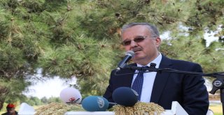 Yerli Ve Milli Çeltik Tohumları Görücüye Çıktı