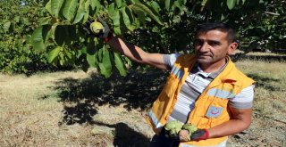 Yozgatta Ceviz Hasadı Başladı