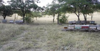 İsteyen Herkes Bu Ormana Arı Kovanını Koyabilir