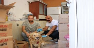 Samsunda 22 Bin 178 Kedi Ve Köpeğe Kuduz Aşısı Yapıldı