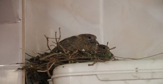 Kumru Helaya Yavruladı