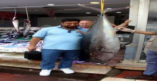 Samsunluların Dev Orkinos Şaşkınlığı