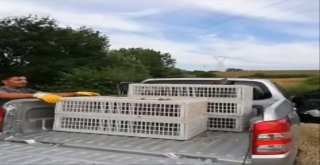 Tekirdağda Doğaya 50 Çil Keklik Salındı