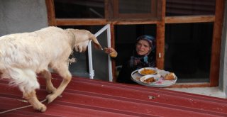 Ev Yemeklerini Seven Oğlak Kaşıkla Besleniyor