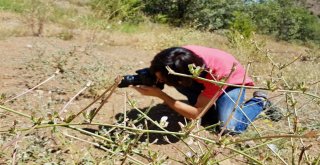 Gümüşhane Kelebeklerine Yeni Bir Tür Daha Eklendi
