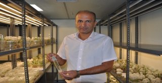 Üzüm Bağlarında Rekolte Kaybını Önleyecek Çalışma