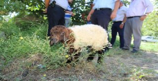Çöp Konteynerinde Bulunan Kuzuya Belediye Sahip Çıktı