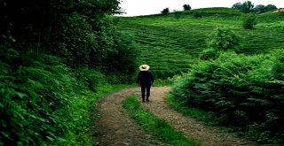 Dünyada Çayın Merkezi: Sri Lanka