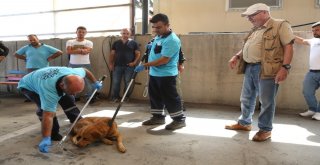 Nilüferde İnsancıl Köpek Yakalama Eğitimi