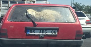 Koyun Koyuna Yolculuk