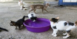 Veterinerden Hayvanlar İçin ‘Su Uyarısı