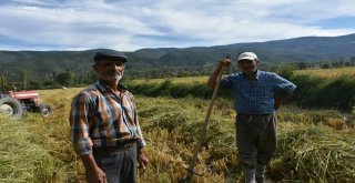 (Özel) Tosyada Pirinç Hasadı Başladı