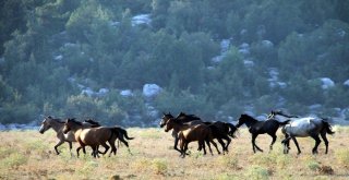 Yılkı Atları Geçen Yıl Gelen 25 Bin Turist Sayısını, Yılın Bu Ayında İkiye Katladı