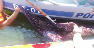 Ava Giden Kartal Boğulmaktan Son Anda Kurtarıldı