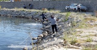 Vanda Sivrisinekle Mücadele