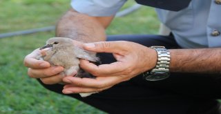 Yuvasından Düşen Yavru Kuşa Polis Şefkati