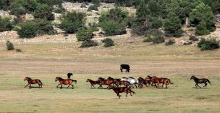 Yılkı Atları Geçen Yıl Gelen 25 Bin Turist Sayısını, Yılın Bu Ayında İkiye Katladı