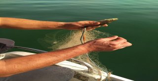 Kaçak Olarak Serilen 800 Metre Balık Ağı Ele Geçirildi