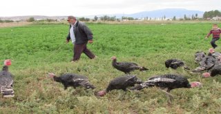 Önce Kendisi İçin Üretti, Talep Gelince Besihane Kurdu