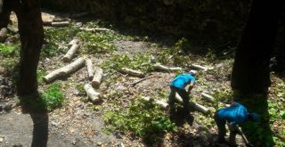 Manisa Büyükşehirden Ağaç Kesildiği İddialarına Yanıt