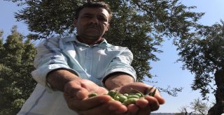 (Özel) Deli Zeytini Akıllı Yaptılar