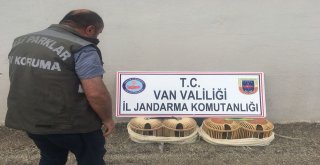 Gevaşta Kaçak Avlanmış 14 Yavru Keklik Ele Geçirildi