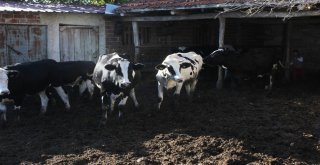 Bursada Ayılar 11 İneği Parçalayıp Toprağa Gömdü