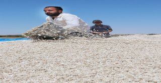 Ziraat Odası Başkanı Koçak: Ülkemiz İçin Milli Ay Çekirdeğini Çitleyin