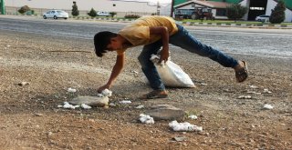 (Özel) Yola Saçılan Pamuklar Geçim Kaynağı Oldu