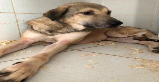 (Özel) Kazada Yaralandığı Zannedilen Köpekten Şarapnel Parçası Çıktı
