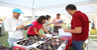 Akçalar İncir Festivaline Büyük İlgi