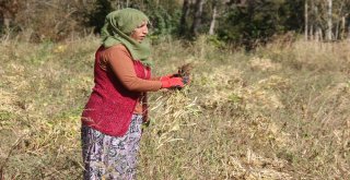 Bingölde Horoz Kuru Fasulyesinin Coğrafi İşaret Başvurusu İçin Hasadı Yapıldı