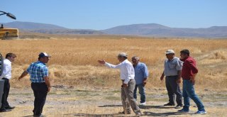 Arguvanda Sarı Bursa Buğdayı Ekildi