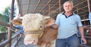 Araba Fiyatına Ulaşan Kurbanlıklar Alıcı Bekliyor