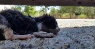 (Özel) Otomobilin Motoruna Sıkışan Yavru Kediyi İtfaiye Kurtardı