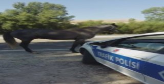 Uygulama Noktasına Giren At, Polislere Zor Anlar Yaşattı