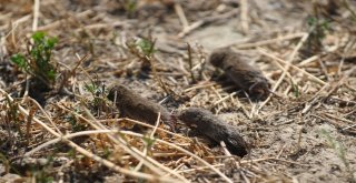 Bursada Tarlaları Fareler İstilâ Etti