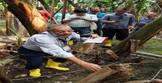 Alanya Muzunun Sırrı Araştırılıyor