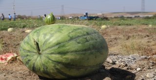 Onlarca Kiloluk Karpuzlar Görücüye Çıktı