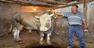 Çorumda 2.2 Tonluk Kurbanlık Görücüye Çıktı